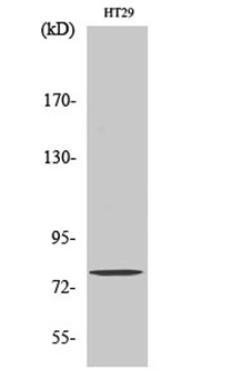 Eps8L1 antibody