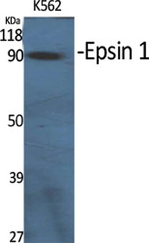 Epsin 1 antibody