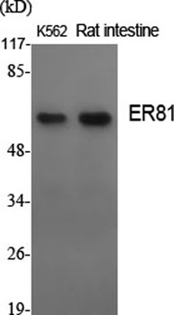 ER81 antibody