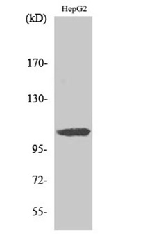 ERAP1 antibody