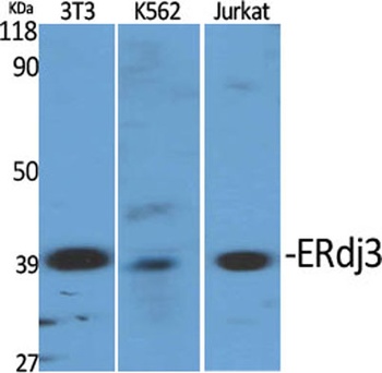 ERdj3 antibody