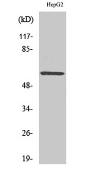 ERK 8 antibody