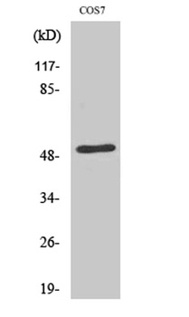 ETAR antibody