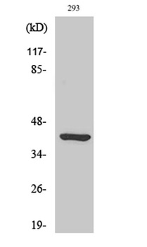 Ethanolamine kinase 2 rabbit pAb