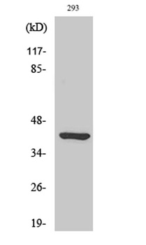 Ethanolamine kinase 2 antibody