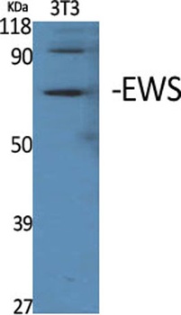 EWS antibody