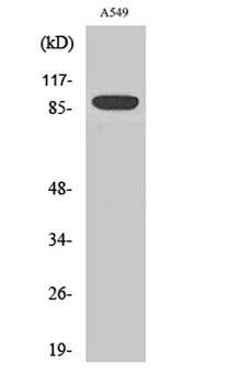 Exo1 antibody