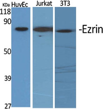 Ezrin antibody