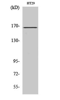 FANCD2 antibody