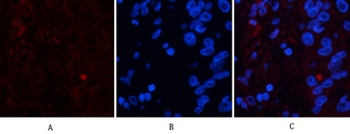 FAS rabbit pAb Antibody