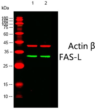 FAS-L rabbit pAb