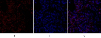 FAS-L rabbit pAb Antibody