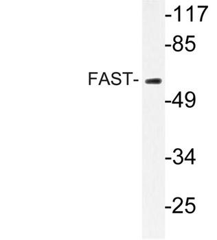 FAST rabbit pAb Antibody