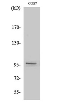 FASTKD1 antibody