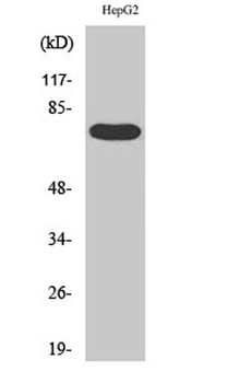 FASTKD3 antibody