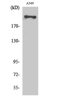 Fatty Acid Synthase antibody