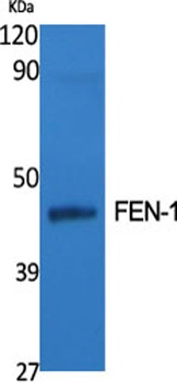 FEN-1 rabbit pAb