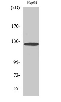 Fibulin-2 rabbit pAb