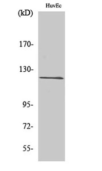 FIR antibody