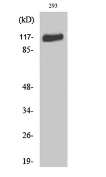 Flg antibody