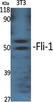 Fli-1 antibody