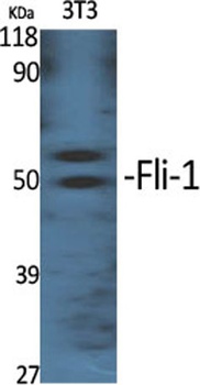 Fli-1 rabbit pAb
