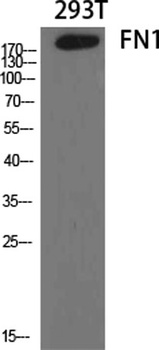 FN1 rabbit pAb Antibody