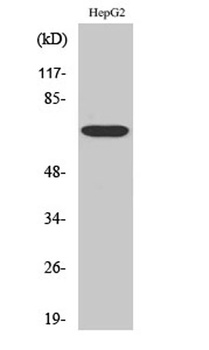 Follistatin rabbit pAb