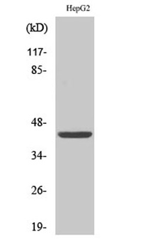 FOP antibody