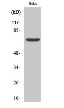 Frizzled-1 rabbit pAb