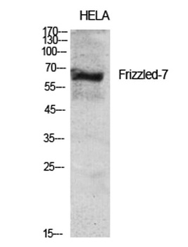 Frizzled-7 rabbit pAb