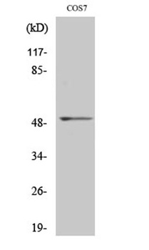 FRS3 rabbit pAb