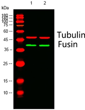 CXCR4 antibody