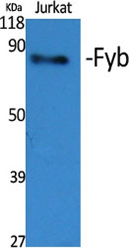 Fyb antibody
