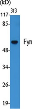 Fyn rabbit pAb
