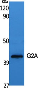 G2A rabbit pAb Antibody