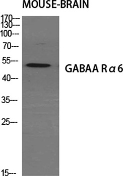 GABAA R alpha 6 antibody