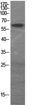 GAD-65/67 rabbit pAb
