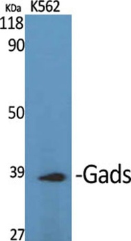 Gads antibody