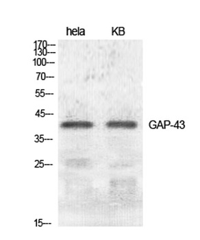 GAP-43 antibody
