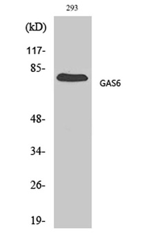 Gas6 antibody