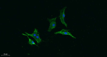 Gasdermin C antibody