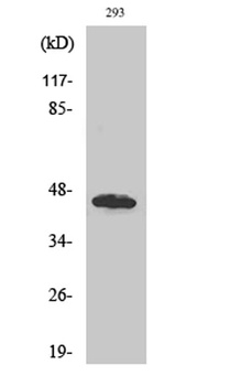GBDR1 antibody