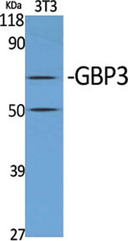 GBP3 antibody