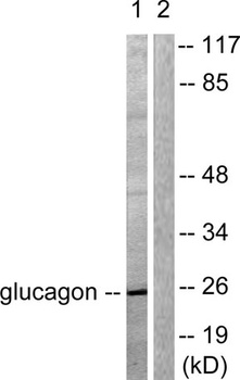 GCG rabbit pAb Antibody