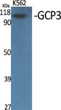 GCP3 antibody