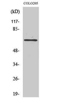 GCP4 rabbit pAb