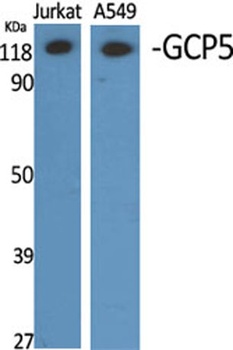 GCP5 rabbit pAb Antibody