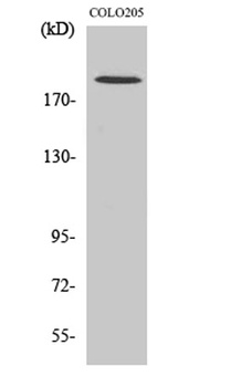 GCP6 antibody