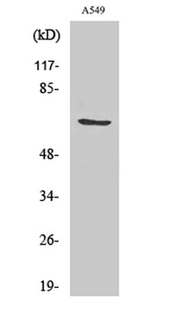 GCSc-γ rabbit pAb
